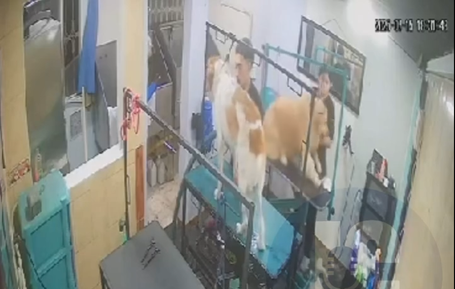 Familia denuncia a veterinaria en Bosa por presunto maltrato animal: perro permanece en UCI tras baño de rutina