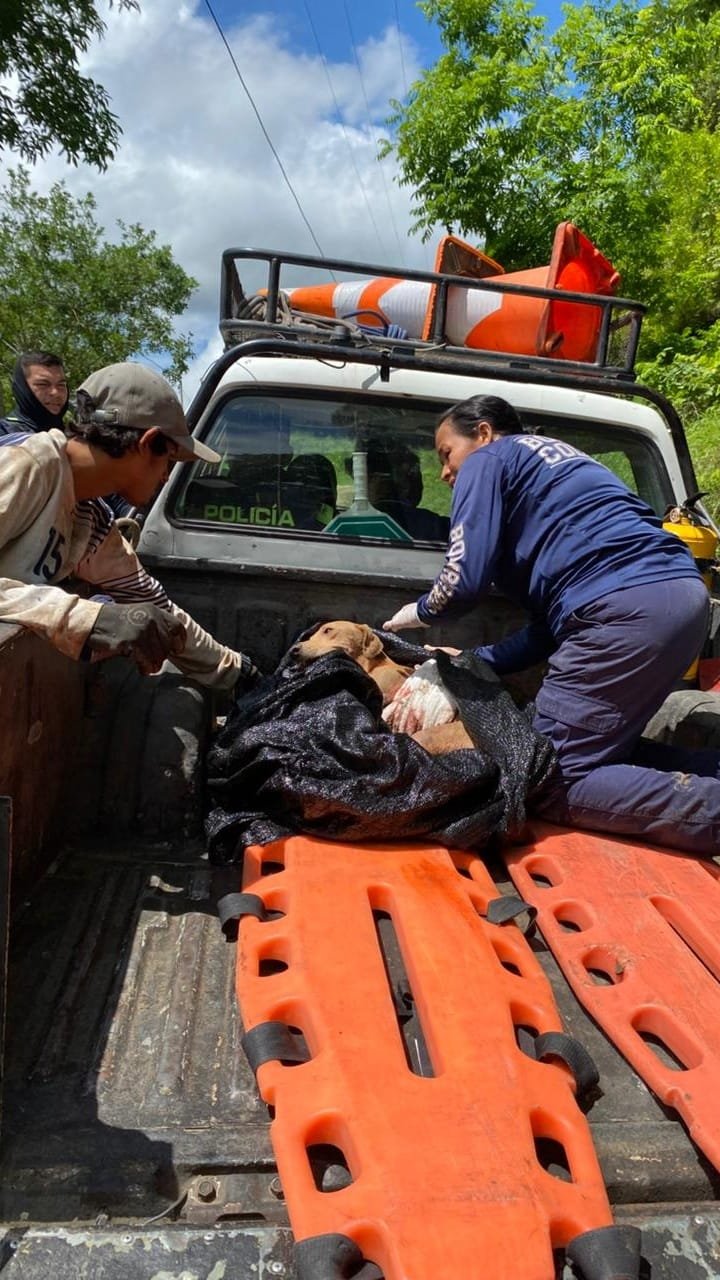 Cruel caso de maltrato animal en Tolima: hombre ataca con machete a una perrita en su casa.