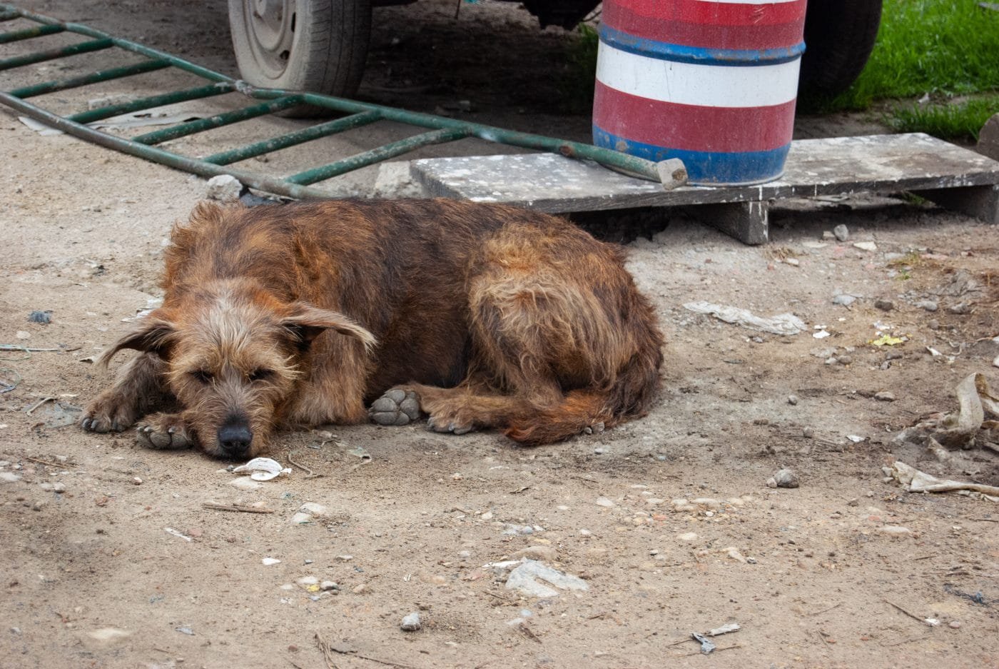 SED, ASFALTO Y OLVIDO: LA CRISIS SILENCIOSA DE LOS PERROS EN LA CALLE ANTE LA OLA DE CALOR