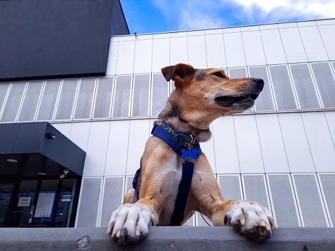 Mascotas en conjuntos residenciales: los cambios que podrían impactar a miles de colombianos