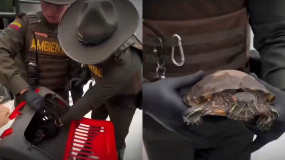 Autoridades incautaron 23 animales silvestres en una universidad de Bogotá: hallaron boas y tortugas